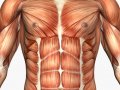 musculature_chest_abs.jpg